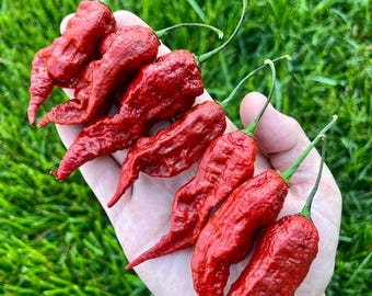 Caramel Primotalii Superhot Pepper - Great for gardening gift seeds, cooking!