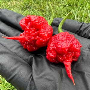 May include: Two bright red, bumpy, chili peppers with green stems. The peppers are held in a black gardening glove.