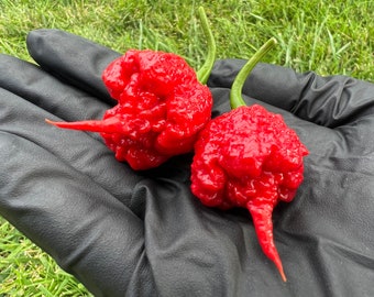 Dragon's Breath Mega Hot Pepper Seeds