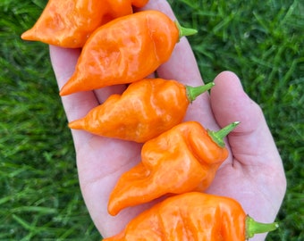 Habanada Pepper Seeds. Habanero Flavor with NO heat! Garden Snacker!