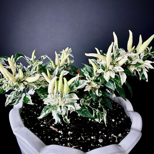 SHU Variegated Thai Ornamental Pepper Premium Seeds Packet Etsy