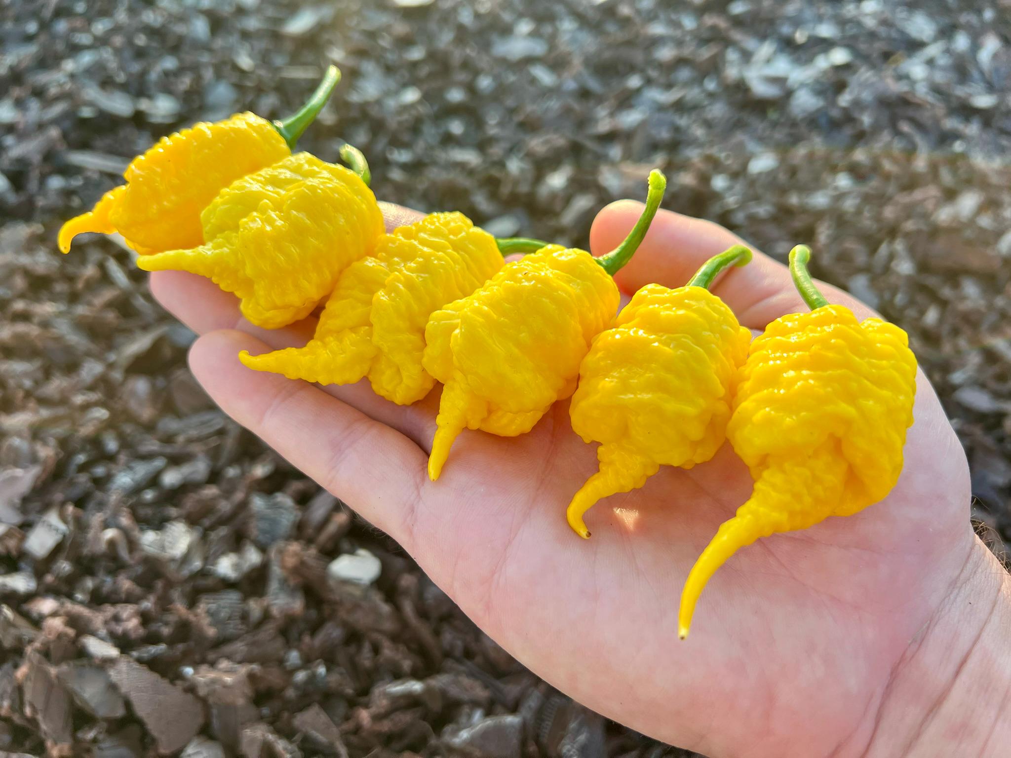 Crazy Tails Yellow Superhot Pepper Seeds Pack - Etsy