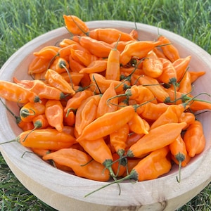Aji Mango Pepper Seeds Pack - Non-GMO Organic Hot Sweet Pepper. Sweet Spicy Pepper great for gardening gift seeds, cooking!