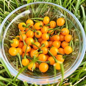 Aji Charapita Yellow Pepper Seeds