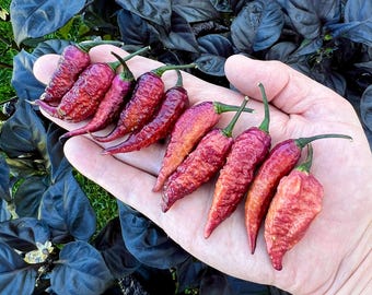Crazy Boy Pink Pepper Seeds Pack - Non-GMO Organic Superhot Pepper