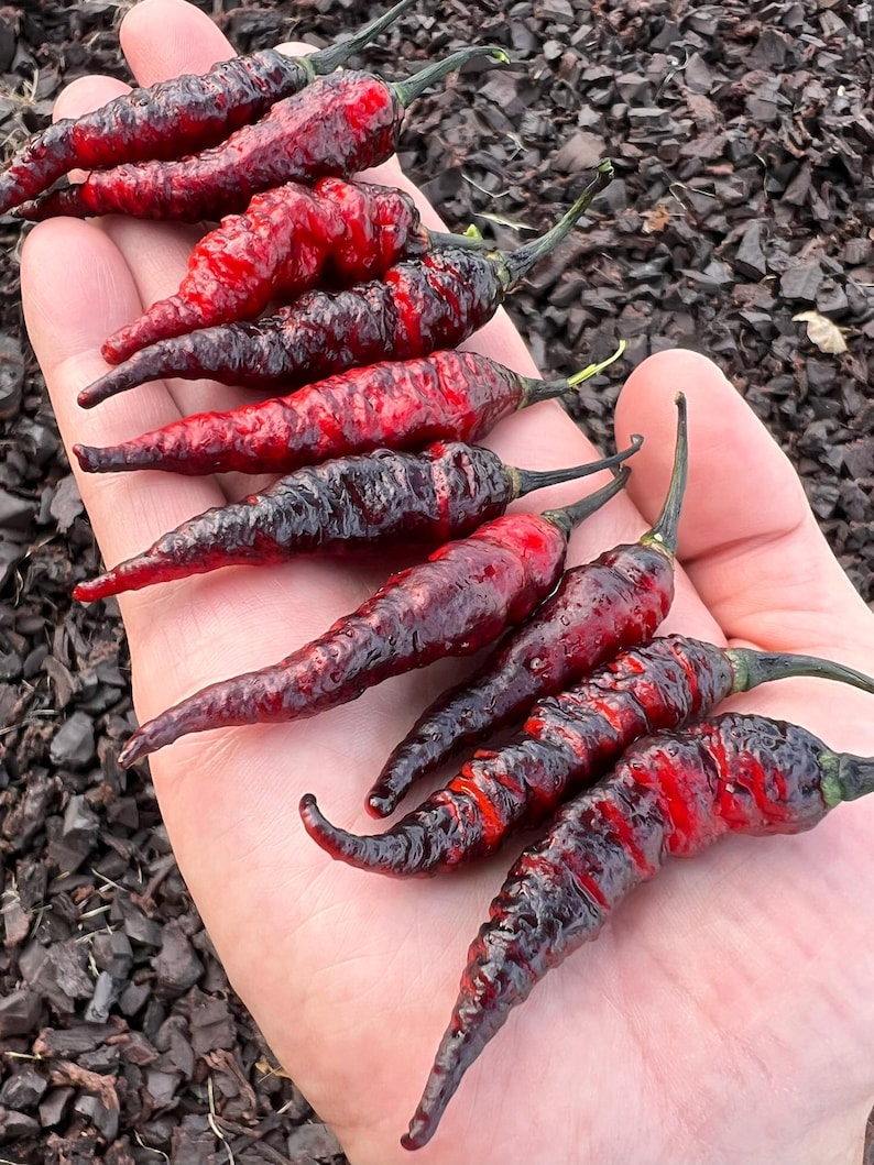Op de afbeelding: Een handvol donkerrode en zwarte pepers met groene stelen. De pepers hebben een gerimpelde textuur en een lange, taps toelopende vorm. De pepers worden in een open handpalm gehouden tegen een achtergrond van donkerbruine mulch.