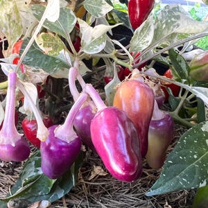 May include: Close-up of a cluster of purple, red, and orange peppers growing on a plant with variegated leaves. The peppers are hanging from the stems and are in various stages of ripeness.