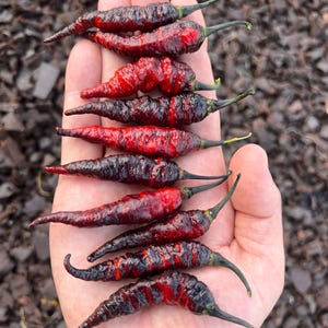 Op de afbeelding: Een hand die verschillende rode en zwarte chilipepers vasthoudt. De pepers hebben een gerimpelde textuur en een donkergroene steel. De wazige achtergrond toont bruine mulch.