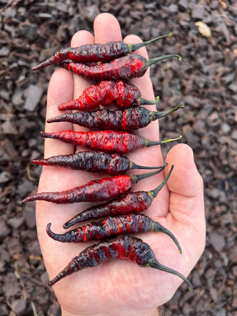 Op de afbeelding: Een hand die verschillende rode en zwarte chilipepers vasthoudt. De pepers hebben een gerimpelde textuur en een donkergroene steel. De wazige achtergrond toont bruine mulch.