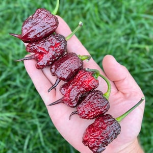 Purple Gator Jigsaw Superhot Pepper Seeds - Non-GMO Organic Superhot Pepper. Great for gardening gift, cooking, growing, and more!