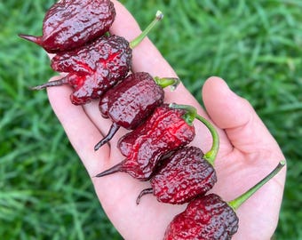 Purple Gator Jigsaw Pepper Seeds, Superhot, Organic Non-GMO Pepper Plant Seed Packet
