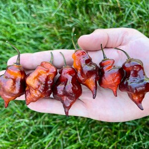 Purple Dream Hot Pepper Seeds Pack