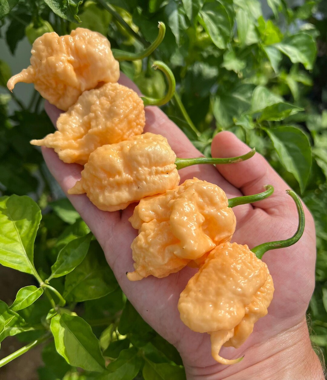 Peach Miasma Superhot Pepper Seeds Pack - Etsy