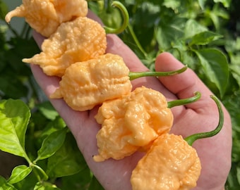 Peach Miasma Superhot Pepper Seeds Pack