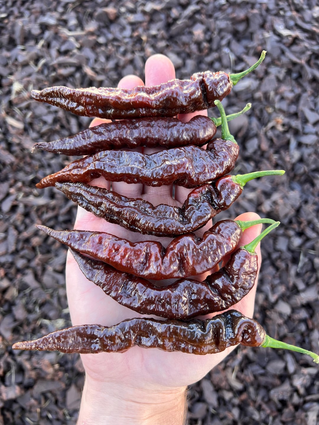 pepper Leviathan Gnarly Dark Scorpion Pepper Seeds, Superhot, Organic Non