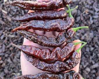Leviathan Gnarly Dark Scorpion Pepper Seeds Pack - Superhot Pepper Seeds