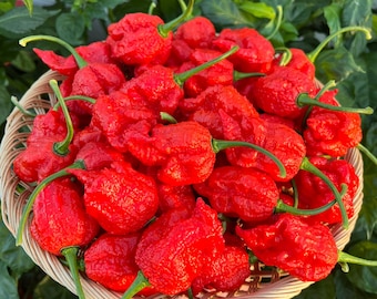 Red Fried Chicken Pepper Seeds - Non-GMO Organic Superhot Pepper Seeds