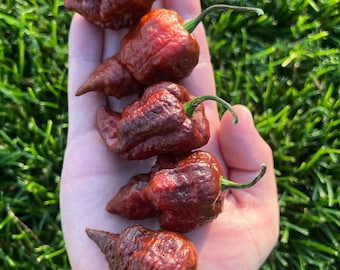 Chocolate Death Spiral Super Hot Premium Pepper Seeds