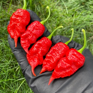 Death Spiral Rare Super Hot Premium Pepper Seeds Packet