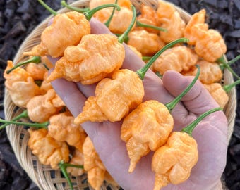 Star Scream Superhot Pepper Seeds Packet - Non-GMO Organic Pepper Seeds