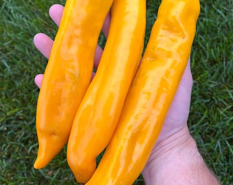 Sweet Palermo Yellow Organic Pepper Seeds