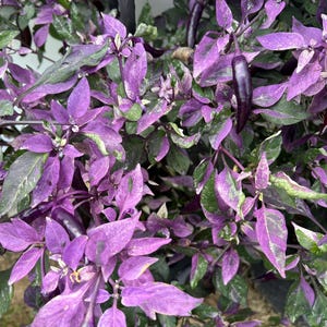 May include: Purple chili pepper plant with variegated leaves and dark purple peppers.