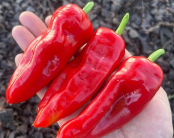 Aleppo Pepper Seeds Pack