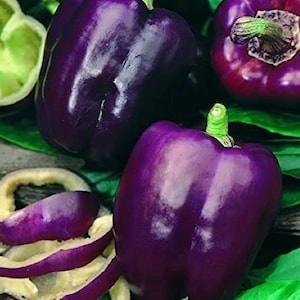 Purple Beauty Sweet Bell Pepper Pepper Seeds Pack - Non-GMO Organic Sweet Bell Pepper Seeds, Great gift for gardeners!