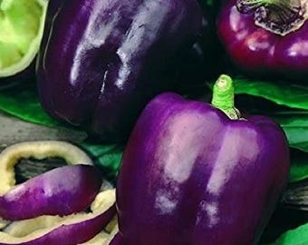 Purple Beauty Sweet Bell Pepper Pepper Seeds Pack - Non-GMO Organic Sweet Bell Pepper Seeds, Great gift for gardeners!