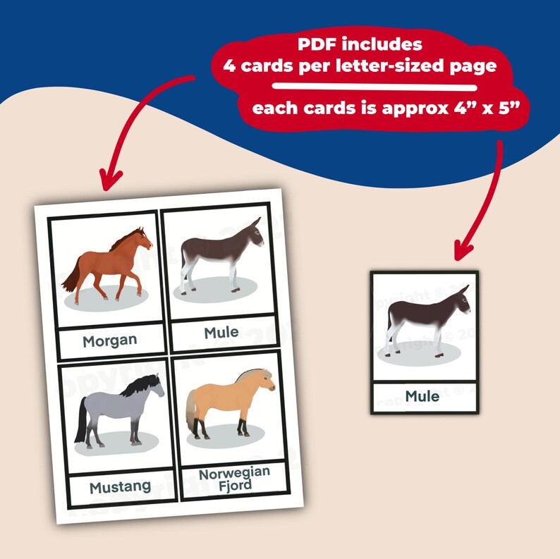 Horse Breed Flashcards 32 Fullcolor Illustrated Flashcards AZ