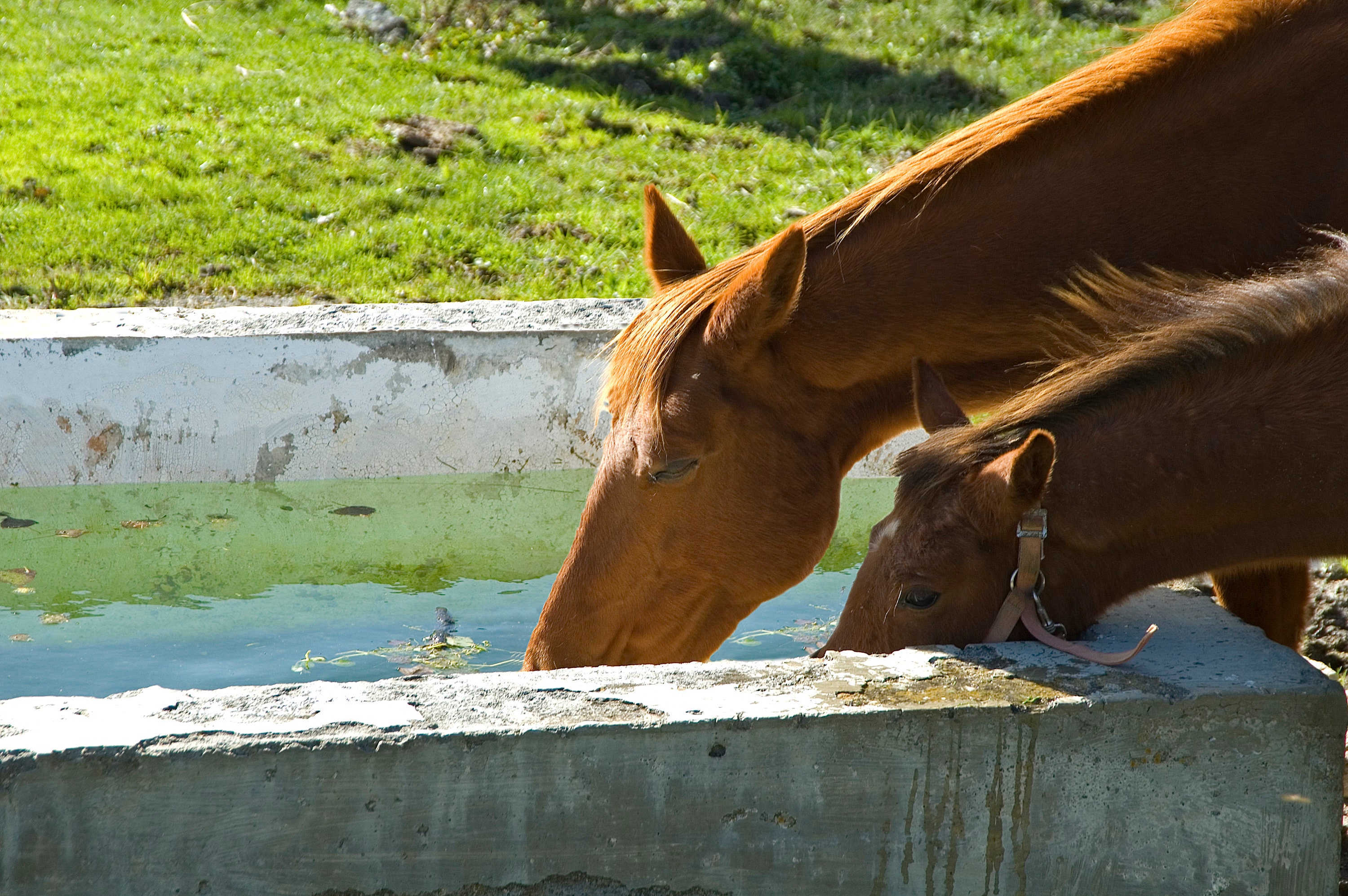 Horse Trough for sale compared to CraigsList Only 4 left at 65
