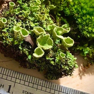 Fake Moss, Artificial Green Moss, Potted Plants Fairy Garden, 4Oz