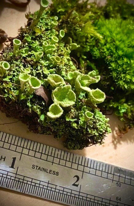 Large Mix of Terrarium Moss and Live Lichens British Soldier Pityrea Pixie  Cup Cladonia 1 Pint