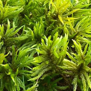 Tree Moss climacium Americanum / Dendroides Rare Live Moss for