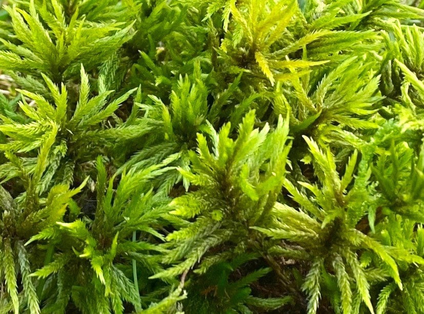 Terrarium moss Climacium dendroides, Palm Tree moss with Phytosanitary  certification and Passport, grown by moss supplier