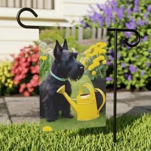 May include: A black Scottish Terrier dog sits in a garden with a yellow watering can. The dog is looking at a patch of yellow flowers.