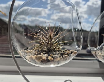 Glass Globe Air Plant Terrarium with Stand, Tillandsia, Modern Home Decor