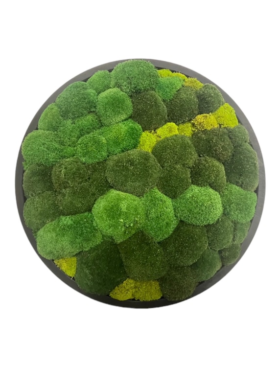 Bun Moss Circle, Moss Art, Biophilic Design, Handmade Wall Art, Moss Wall, Circle Wall Art, Pillow Moss