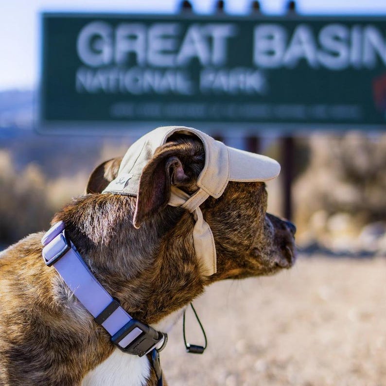 Puede incluir: Un perro atigrado con una gorra de color beige claro y un collar lavanda con hebilla negra. El perro est&aacute; frente a un letrero verde que dice "GREAT BASIN NATIONAL PARK". El perro est&aacute; al aire libre.