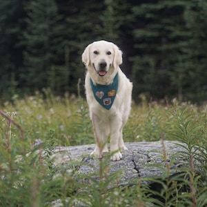 May include: A golden retriever dog stands on a rock in a field, wearing a teal bandana with three patches. The dog has a happy expression, with its tongue visible. The background features green foliage and a blurred forest.