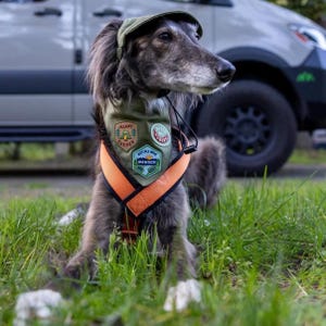 May include: A dog wearing a green cap and a green and orange bandana with patches that read "Happy Camper", "Hungry", and "Not All Who Wander Are Lost". The dog is sitting in green grass.