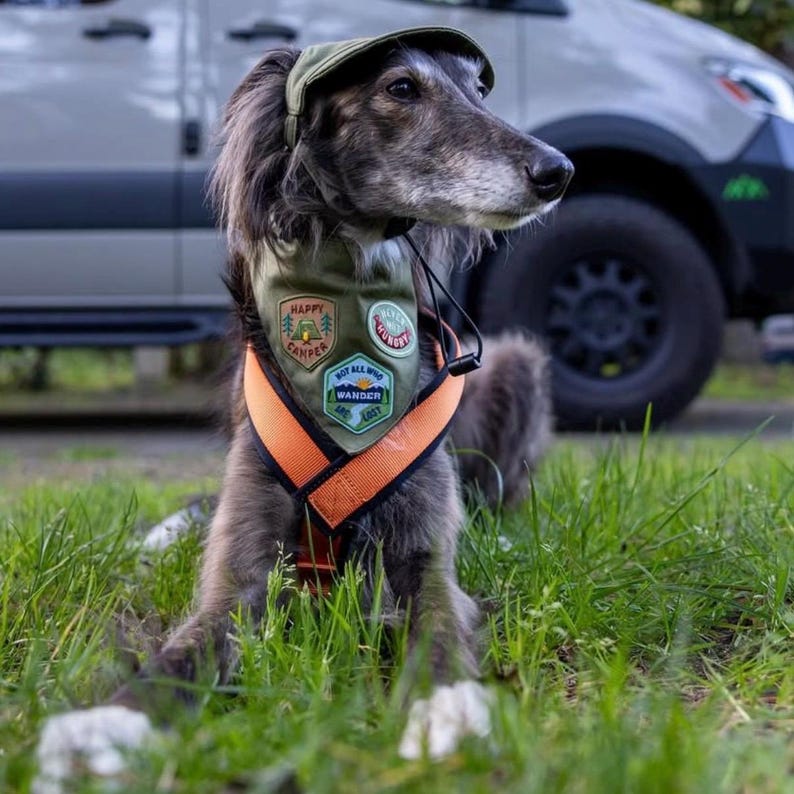 May include: A dog wearing a green cap and a green and orange bandana with patches that read "Happy Camper", "Hungry", and "Not All Who Wander Are Lost". The dog is sitting in green grass.