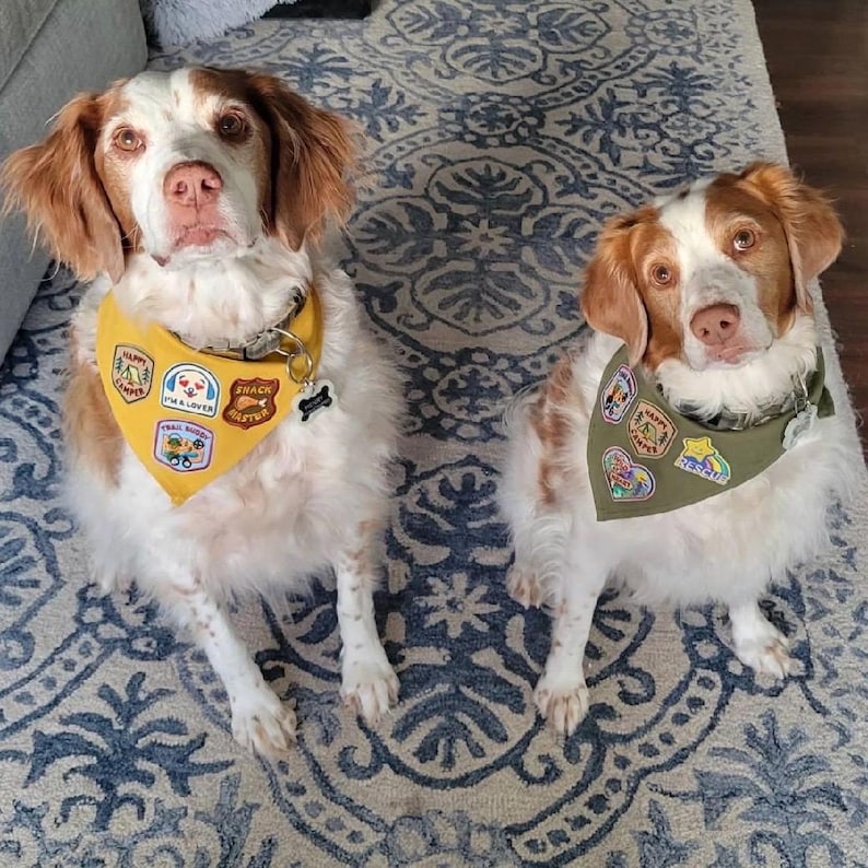 May include: Two Brittany Spaniels sit side-by-side, each wearing a bandana with patches. One bandana is yellow with camping-themed patches, the other is green. The dogs have white and brown fur and are on a patterned rug.
