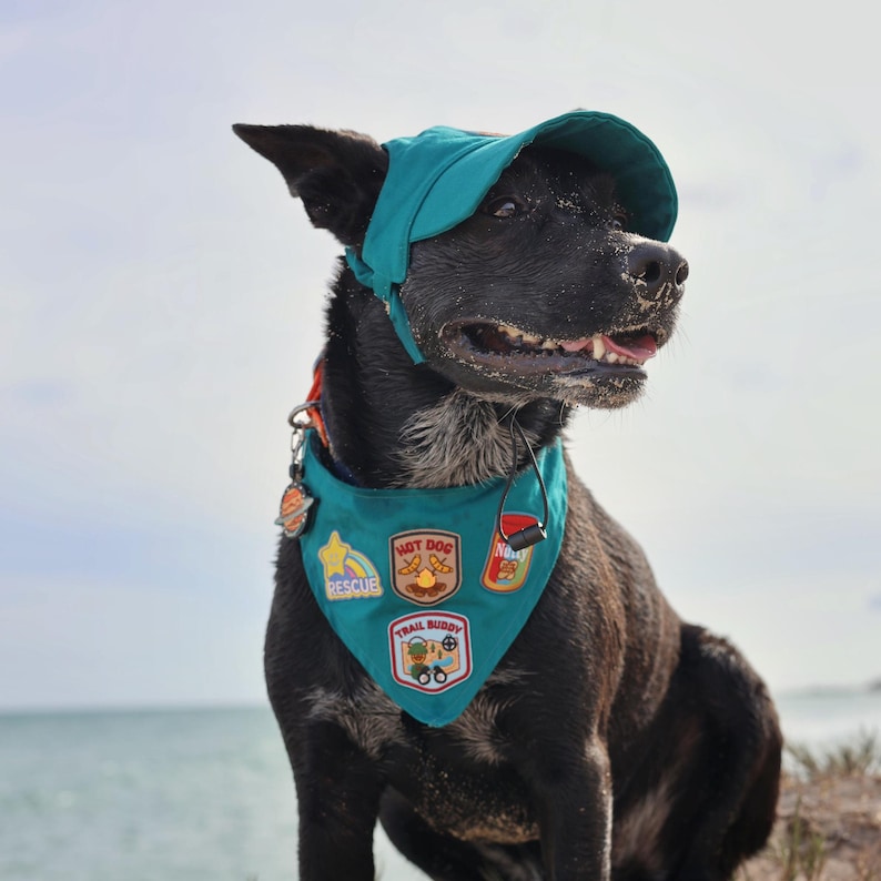 Puede incluir: Un perro negro con gorra y bandana turquesa con parches. La bandana tiene las palabras "Rescue", "Hot Dog" y "Trail Buddy". El perro est&aacute; en una playa con el oc&eacute;ano al fondo.