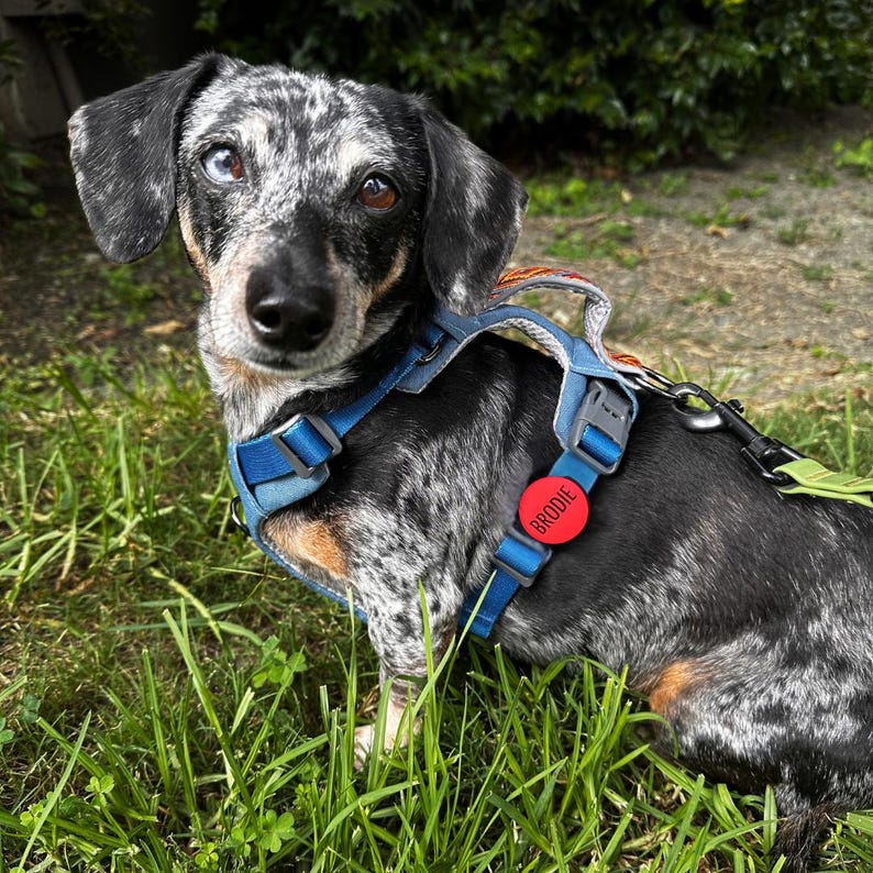 May include: A dapple dachshund with one blue eye and one brown eye wearing a blue dog harness with a red circular tag that reads BRODIE. The dog has a mottled black, gray, and white coat with tan markings on its chest and legs, standing in grass.