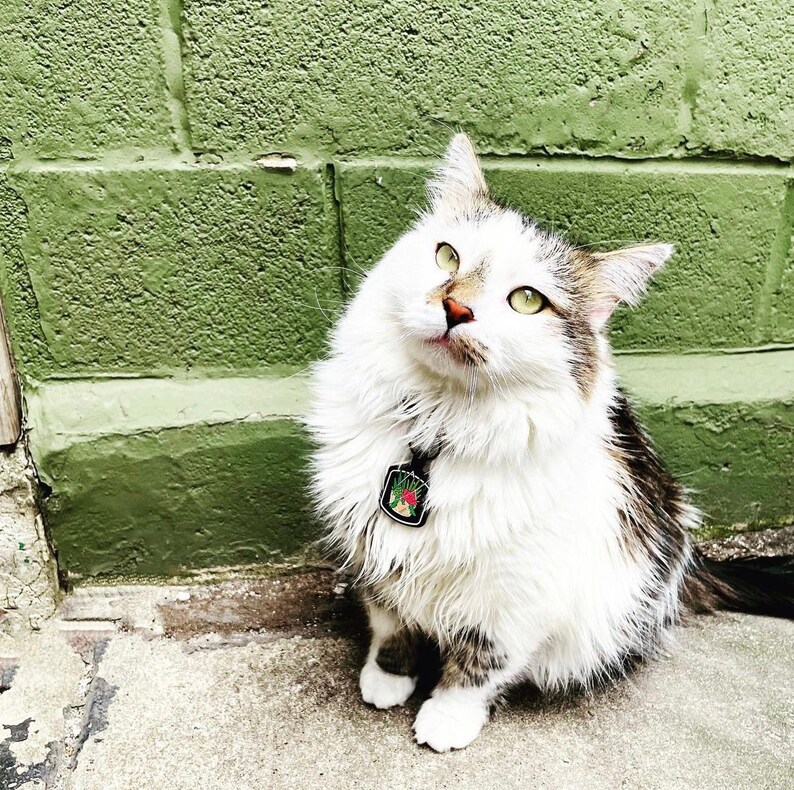 May include: A fluffy white and brown cat with green eyes looks upwards. The cat wears a black collar with a colorful tag featuring a floral design. The background is a green painted brick wall and a concrete surface.