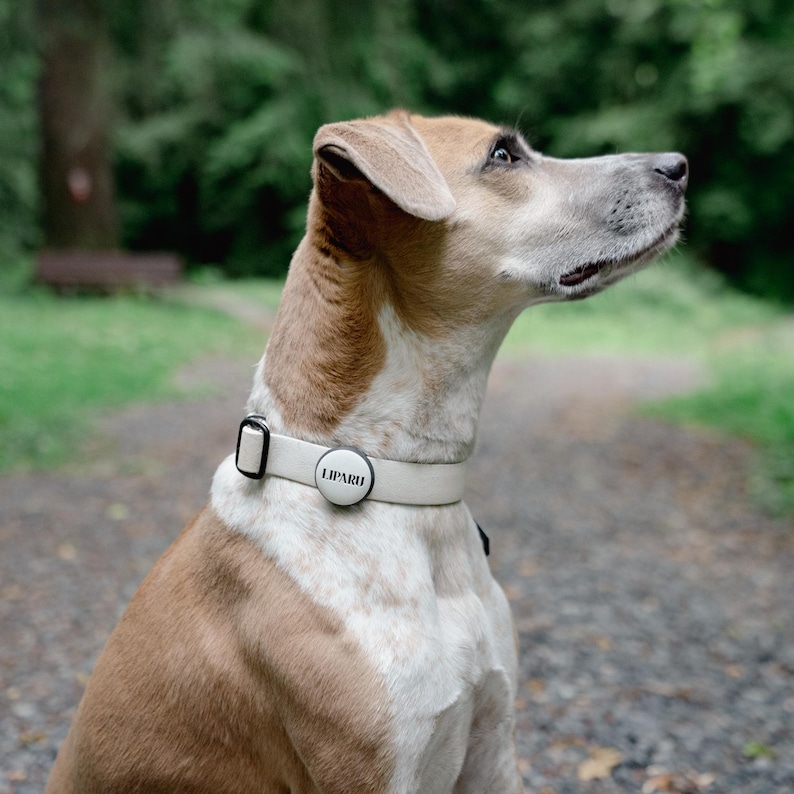 May include: A light-colored dog collar featuring a circular black and white tag with the text LIPARU printed in black. The collar has a black metal buckle and is worn around the neck of a brown and white dog with short fur, seen in profile.