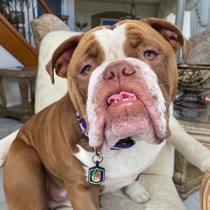 May include: A brown and white bulldog with a purple collar and a dog tag. The dog is sitting on a cream-colored chair and has its tongue sticking out. The dog tag has a colorful design.