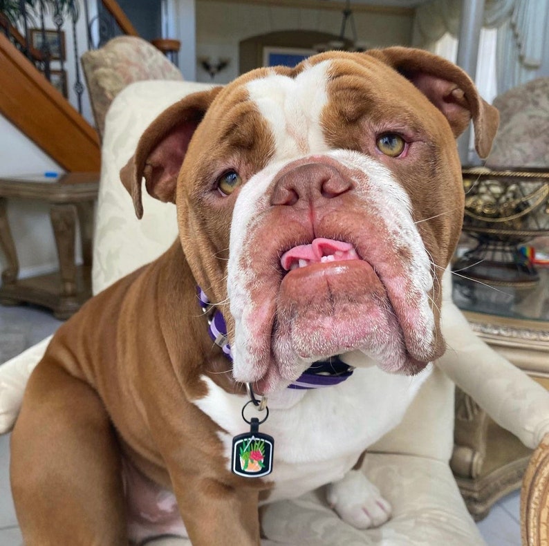 May include: A brown and white bulldog with a purple collar and a dog tag. The dog is sitting on a cream-colored chair and has its tongue sticking out. The dog tag has a colorful design.