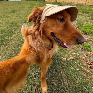 Puede incluir: Un perro golden retriever con una visera beige, con la lengua fuera. El perro est&aacute; en un c&eacute;sped, con un fondo borroso de una casa y una valla.